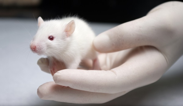 Datei:Labor Ratte.jpg